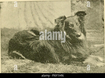 The American book of the dog. The origin, development, special characteristics, utility, breeding, training, points of judging, diseases, and kennel management of all breeds of dogs (1891) Stock Photo