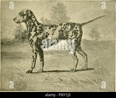 The American book of the dog. The origin, development, special characteristics, utility, breeding, training, points of judging, diseases, and kennel management of all breeds of dogs (1891) Stock Photo