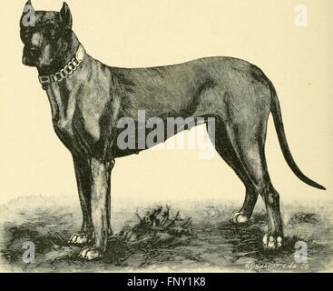 The American book of the dog. The origin, development, special characteristics, utility, breeding, training, points of judging, diseases, and kennel management of all breeds of dogs (1891) Stock Photo