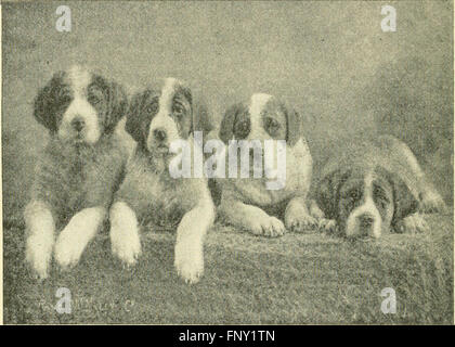 The American book of the dog. The origin, development, special characteristics, utility, breeding, training, points of judging, diseases, and kennel management of all breeds of dogs (1891) Stock Photo