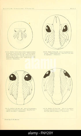 This illustrated work focuses on new species of exotic butterflies from ...