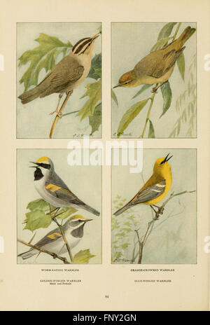 This book provides insights into the various species of birds, their ...