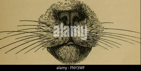 This 1895 guide provides an overview of cat classification, varieties ...