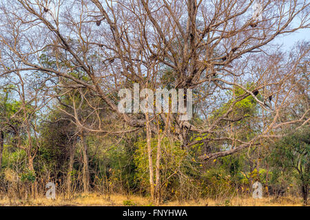 Asian Honey Bee colonies (Apis cerana) hanging on a tree at Tadoba forest, India. Stock Photo