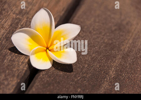 Plumeria flower on wooden floor background Stock Photo