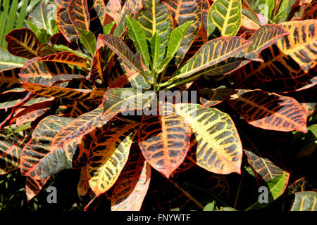 Codiaeum variegatum var. pictum, evergreen ornamental shrub with thick green leaves with purplish yellow veins and patches Stock Photo