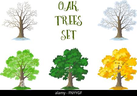 Oak Trees Set, Seasons Stock Vector