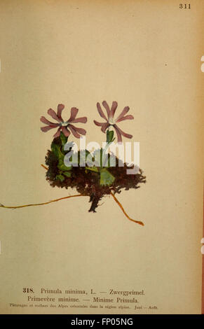 Atlas de la flora alpine (Pl. 318) Stock Photo