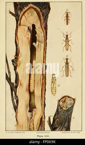 A handbook of the destructive insects of Victoria Stock Photo - Alamy