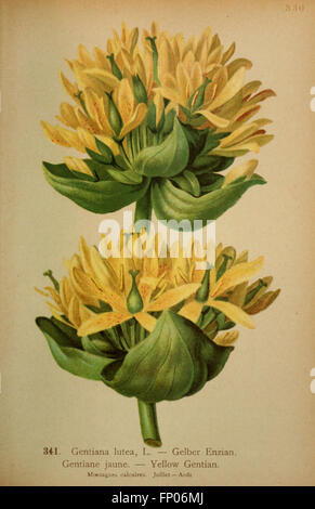 Atlas de la flora alpine (Pl. 341) Stock Photo