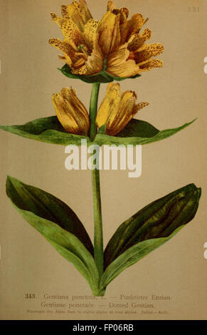 Atlas de la flora alpine (Pl. 343) Stock Photo