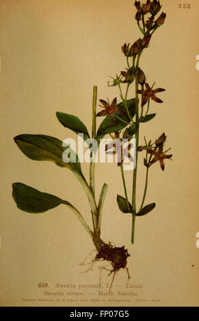 Atlas de la flora alpine (Pl. 359) Stock Photo