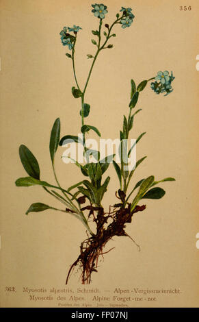 Atlas de la flora alpine (Pl. 363) Stock Photo