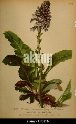 Atlas de la flora alpine (Pl. 370) Stock Photo