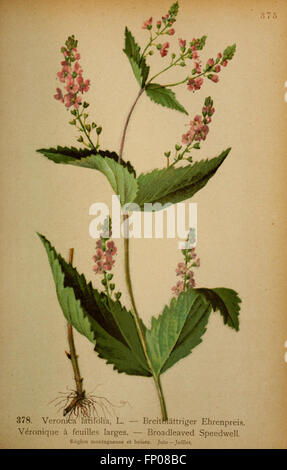 Atlas de la flora alpine (Pl. 378) Stock Photo