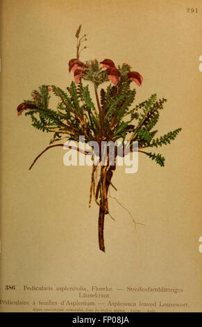 Atlas de la flora alpine (Pl. 386) Stock Photo