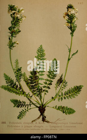 Atlas de la flora alpine (Pl. 393) Stock Photo