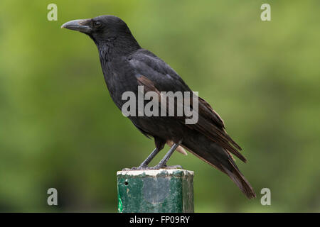A single Carrion Crow (Corvus corone) perched on fence post, Hampden Park, eastbourne, East Sussex. Stock Photo