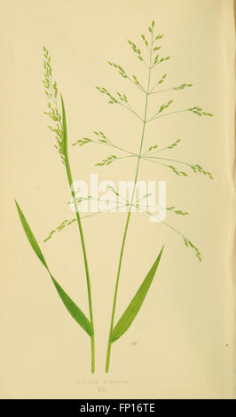 A natural history of British grasses (Plate XII) Stock Photo