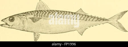 American fishes; a popular treatise upon the game and food fishes of North America, with especial reference to habits and methods of capture (1888) Stock Photo