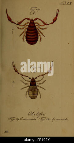 A detailed illustration from 'Die Arachniden,' depicting arachnid
