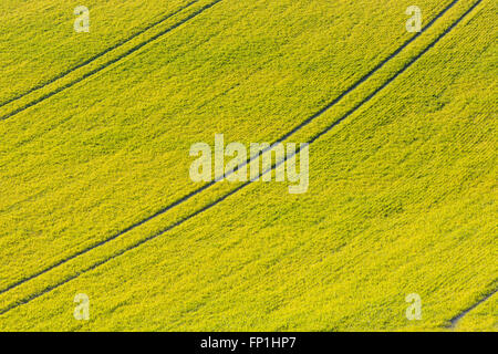Crops in spring field with tractor tracks.A yellow-green field with a newly germinated wheat, seen from above with curved lines Stock Photo