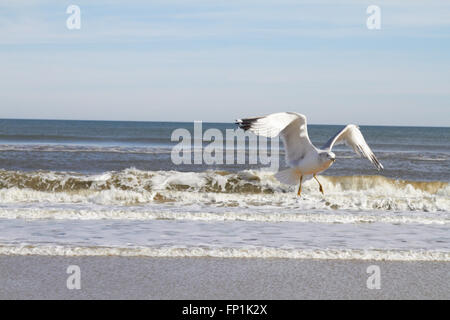 Seagulls play at the Beach Stock Photo
