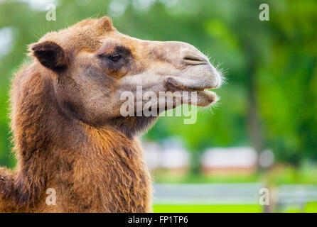 camel head side portrait Stock Photo