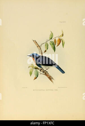Illustrations of Indian ornithology (Plate XXXII) (6418329815 Stock