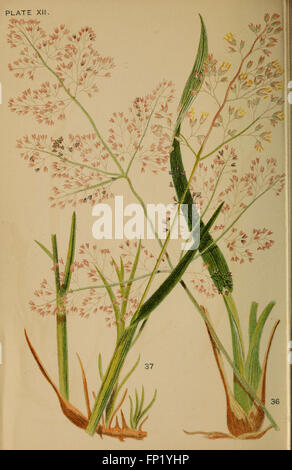 Manual of British grasses (Plate XII) Stock Photo