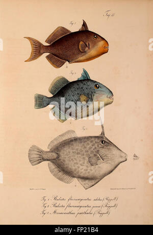 A study on new vertebrate species discovered in the Abyssinian fauna ...