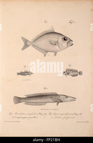 A scientific work documenting new vertebrate species in the Abyssinian ...