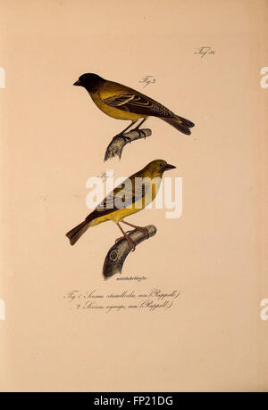 This work introduces new vertebrate species to the fauna of Abyssinia ...