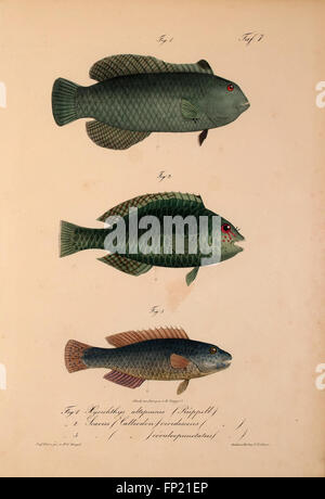 This work details new vertebrate species discovered in the fauna of ...