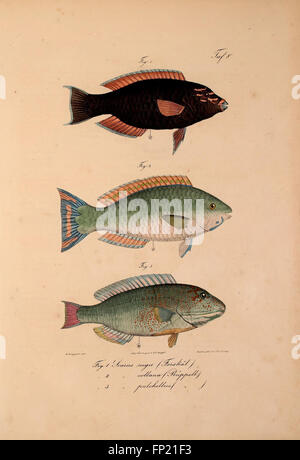 This work introduces new vertebrate species to the fauna of Abyssinia ...