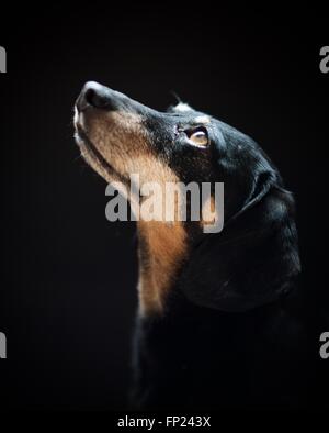 Black and Tan Mini-Dachshund Portrait Stock Photo