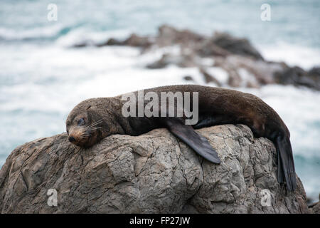 Fur seal resting on rocks, ocean in the background, New Zealand Stock Photo