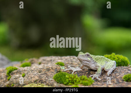 Gray Treefrog Stock Photo