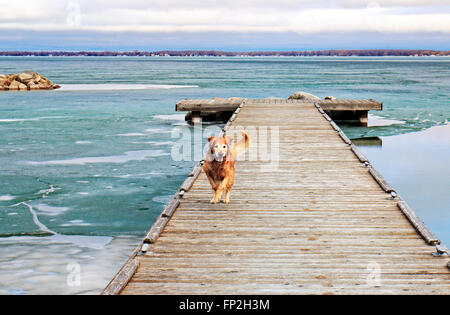 Golden Retriever dog joyfully running on the jetty after an exciting "Polar Doggie Dip" in the icy water of Lake Simcoe in early Stock Photo