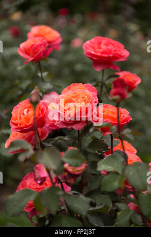 Two-Tone Rose Blooming in a Garden Stock Photo
