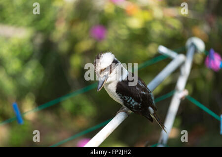 Laughing Kookaburra resting on a clothes line Palm Beach New South Wales Australia Stock Photo