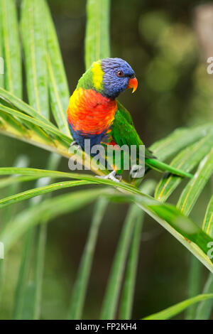 Rainbow Lorikeet perched on a Golden Cane Palm Palm Beach New South Wales Australia Stock Photo