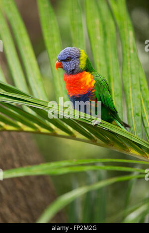 Rainbow Lorikeet perched on a Golden Cane Palm Palm Beach New South Wales Australia Stock Photo