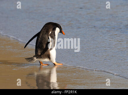 A gentoo penguin (Pygoscelis papua) enter the sea near its nesting colony on Saunders Island. Saunders Island, Falkland Islands