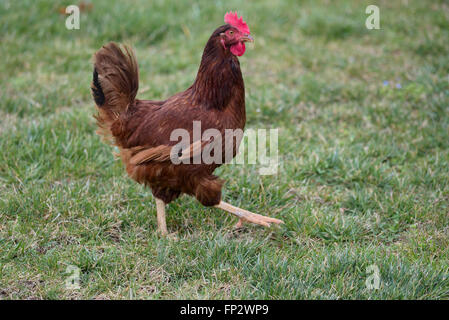 Rhode Island Red Chicken walking in grass Stock Photo