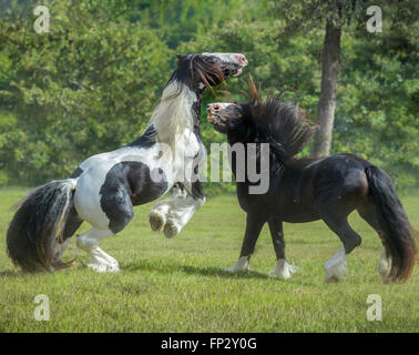 4 year old Gypsy Vanner Horse stallions rough house and play Stock Photo