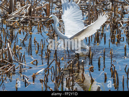 Snowy Egret feeding in fresh water marsh Stock Photo