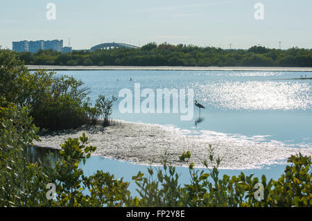 Great Blue Heron wading in shallow marsh water at Merrit Island National WIldlife Refuge Stock Photo