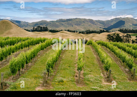 Vineyard with vines, Nelson, South Island, New Zealand Stock Photo