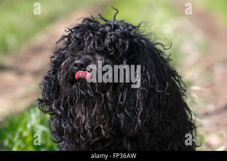 Puli, Hungarian breed of dog, herding dog for sheep (Canis lupus familiaris), portrait, Hungary Stock Photo